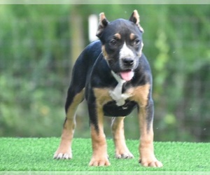 American Bully Puppy for sale in CLEVELAND, GA, USA