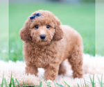 Puppy Fitz Goldendoodle (Miniature)
