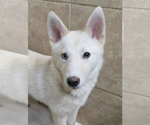 Medium Photo #1 Siberian Husky Puppy For Sale in Matawan, NJ, USA