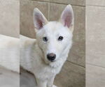 Small Siberian Husky