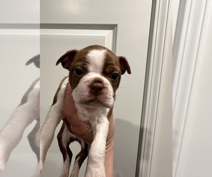 Boston Terrier Puppy for Sale in NEWPORT, North Carolina USA