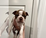 Small Photo #1 Boston Terrier Puppy For Sale in NEWPORT, NC, USA