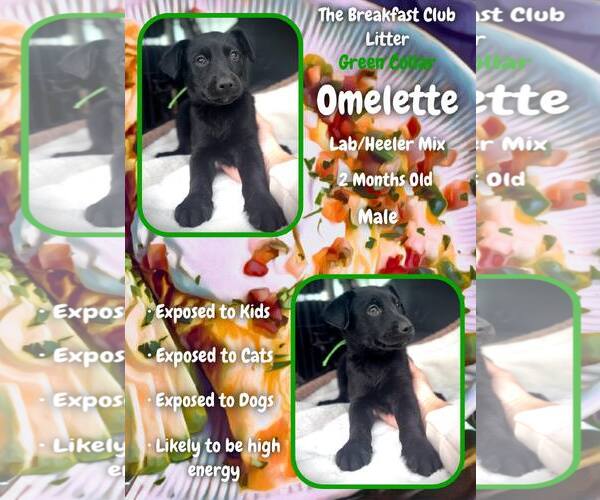 Medium Photo #1 Mutt Puppy For Sale in Jacksonville, NC, USA