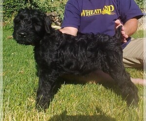 Black Russian Terrier Puppy for sale in BOUNTIFUL, UT, USA
