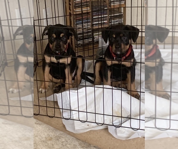 Medium Photo #4 Rottweiler Puppy For Sale in BERKELEY, CA, USA