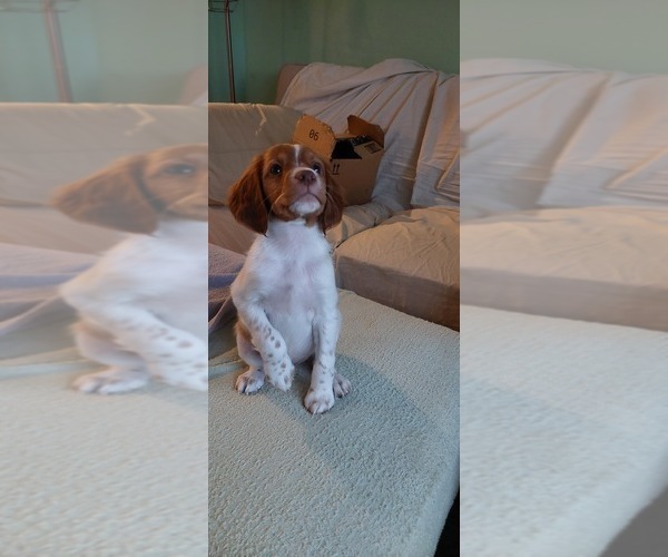 Medium Photo #17 Brittany Puppy For Sale in SOMERSET, OH, USA