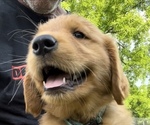 Small Photo #2 Golden Retriever Puppy For Sale in RICHLAND, MO, USA