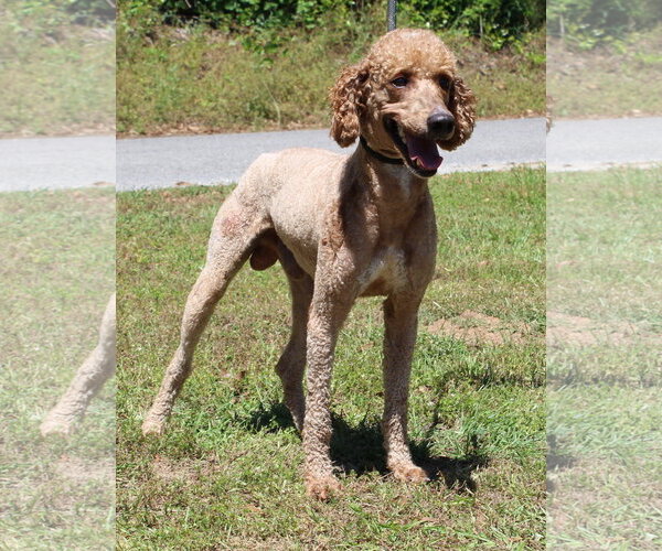 Medium Photo #4 Mutt Puppy For Sale in Prattville, AL, USA