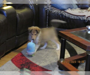 Collie Puppy for sale in HIGH POINT, NC, USA