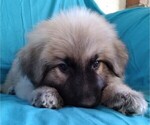 Small #3 Great Pyrenees