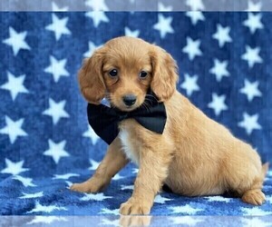 Cavapoo-Poodle (Toy) Mix Puppy for sale in RED LION, PA, USA