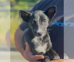 Small #4 Mutt