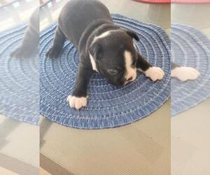 Boston Terrier Puppy for sale in NEW PORT RICHEY, FL, USA