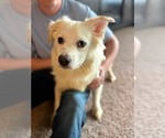 Small #3 Australian Shepherd Mix
