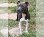 Small #3 American Pit Bull Terrier Mix