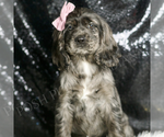 Small #4 Cocker Spaniel