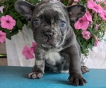 Small #3 French Bulldog
