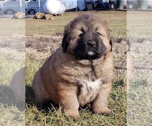 Caucasian Shepherd Dog Puppy for sale in SALINAS, CA, USA