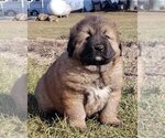 Small Caucasian Shepherd Dog