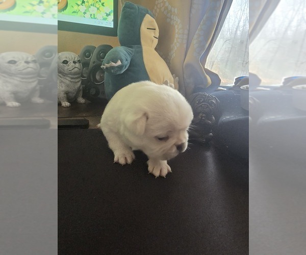 Medium Photo #2 Pug Puppy For Sale in NEW IPSWICH, NH, USA