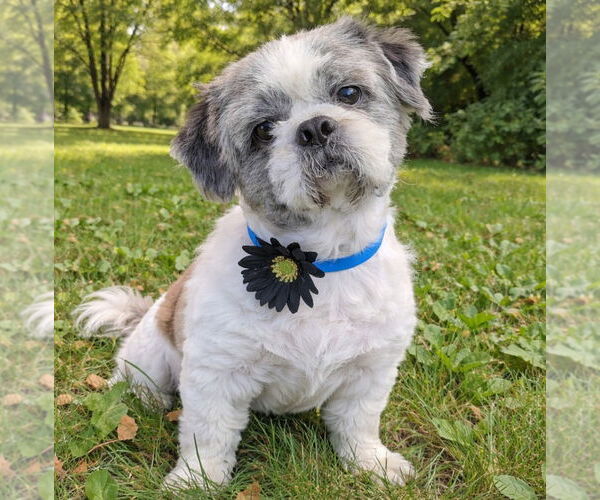 Medium Photo #1 Shih Tzu Puppy For Sale in Bon Carbo, CO, USA