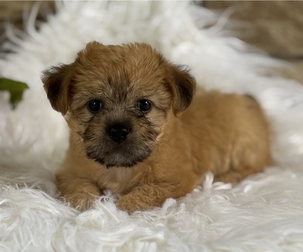 Medium Photo #6 Morkie Puppy For Sale in ROCK STREAM, NY, USA