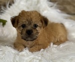 Small #5 Morkie