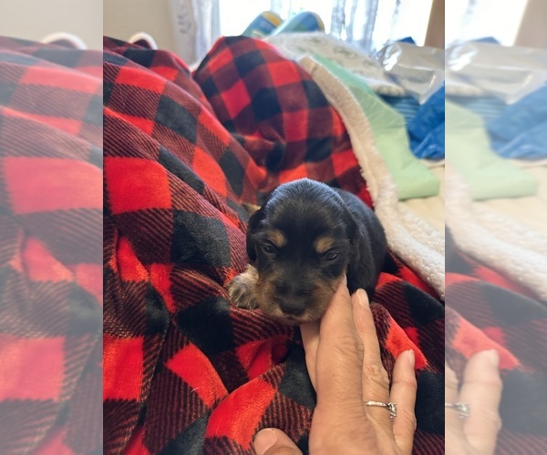 Medium Photo #1 Dachshund Puppy For Sale in UNIONVILLE, IA, USA