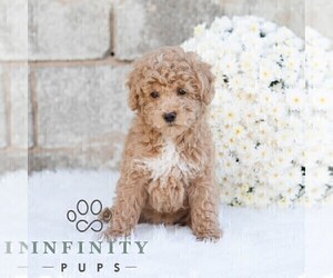 Poodle (Miniature) Puppy for sale in DORNSIFE, PA, USA