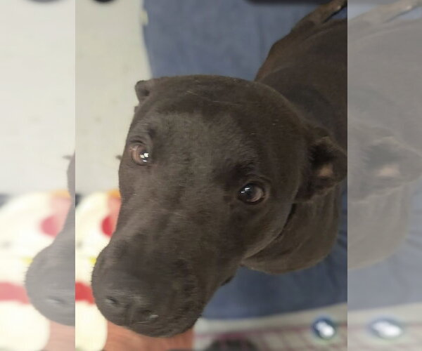 Medium Photo #3 Mutt Puppy For Sale in Jackson, MS, USA
