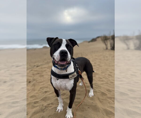 Medium Photo #1  Puppy For Sale in , 