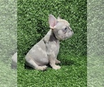 Small Photo #48 French Bulldog Puppy For Sale in JACKSONVILLE, FL, USA
