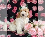 Small Photo #2 Cocker Spaniel-Poodle (Miniature) Mix Puppy For Sale in LEOLA, PA, USA