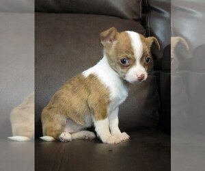 Chihuahua Puppy for sale in HAYES, VA, USA