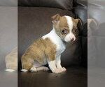 Image preview for Ad Listing. Nickname: Female Puppy