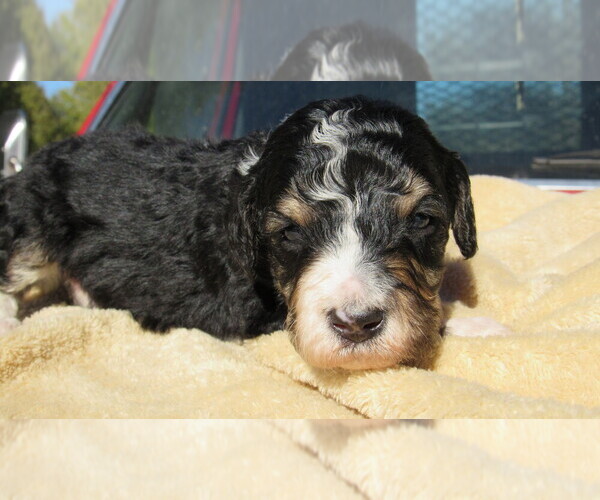 Medium Photo #8 Bernedoodle Puppy For Sale in BIG ROCK, IL, USA