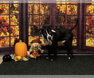 Boxer-Unknown Mix Dogs for adoption in Sanford, FL, USA