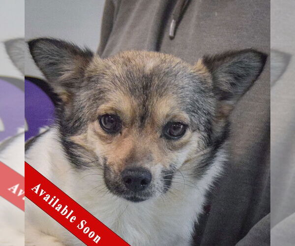 Medium Photo #1 Chion Puppy For Sale in Huntley, IL, USA