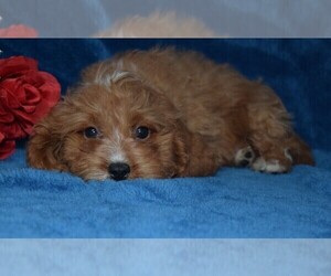 Cavapoo Puppy for sale in BARNESVILLE, KS, USA