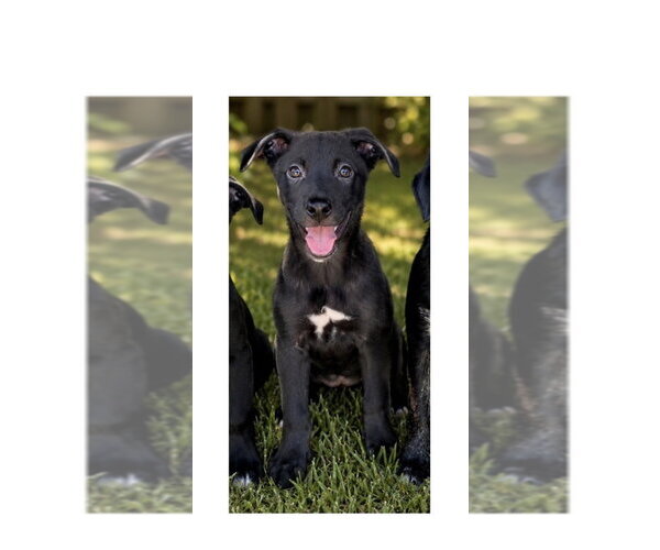 Medium Photo #2 Mutt Puppy For Sale in Mooresville, NC, USA