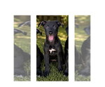 Small Photo #2 Mutt Puppy For Sale in Mooresville, NC, USA