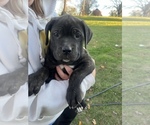 Puppy Puppy 3 Cane Corso