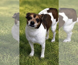 Gibson- sidekick material - Male Rat Terrier-Unknown Mix Dog for Adoption - Photo #4