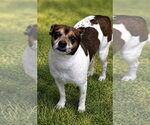 Small Photo #4 Rat Terrier-Unknown Mix Puppy For Sale in Oakhurst, NJ, USA