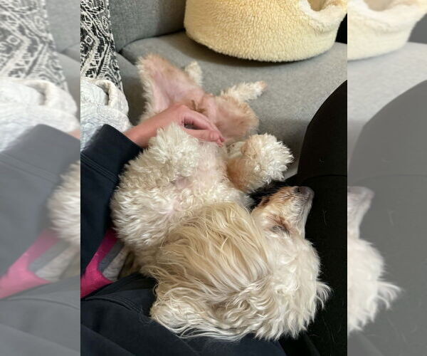 Medium Photo #4 Poodle (Miniature)-Unknown Mix Puppy For Sale in Candler, NC, USA