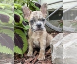 Small Photo #2 French Bulldog Puppy For Sale in PRYOR, OK, USA