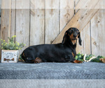 Small Photo #1 Dachshund Puppy For Sale in GREENWICH, OH, USA
