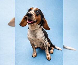Beagle Dogs for adoption in Westminster, MD, USA