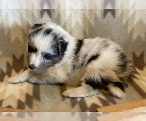 Shetland Sheepdog Puppy for sale in FORT MORGAN, CO, USA