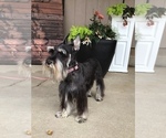 Small Photo #3 Schnauzer (Miniature) Puppy For Sale in MIDDLEFIELD, OH, USA